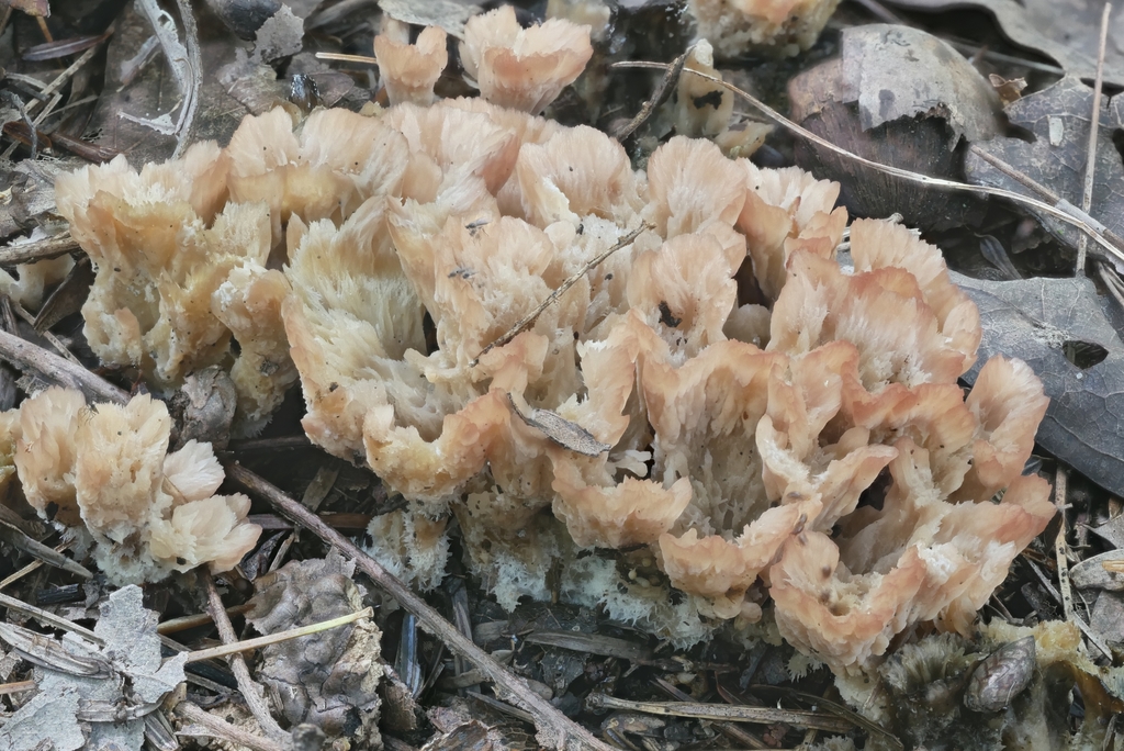 Cotylidie feutrée (Cotylidia pannosa)