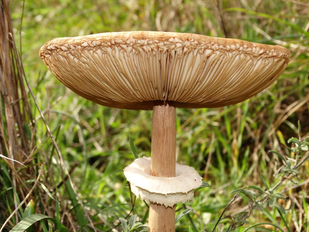 Coulemelle (Macrolepiota procera)