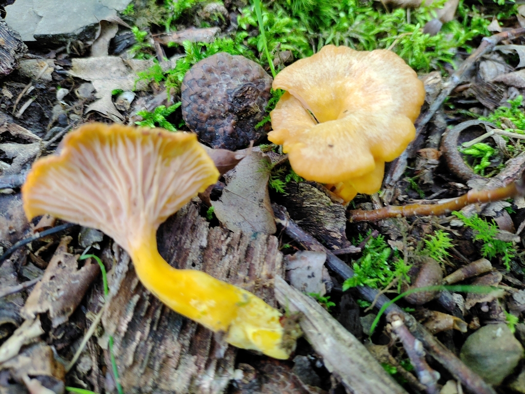 Craterelle couleur de flamme (Craterellus ignicolor)