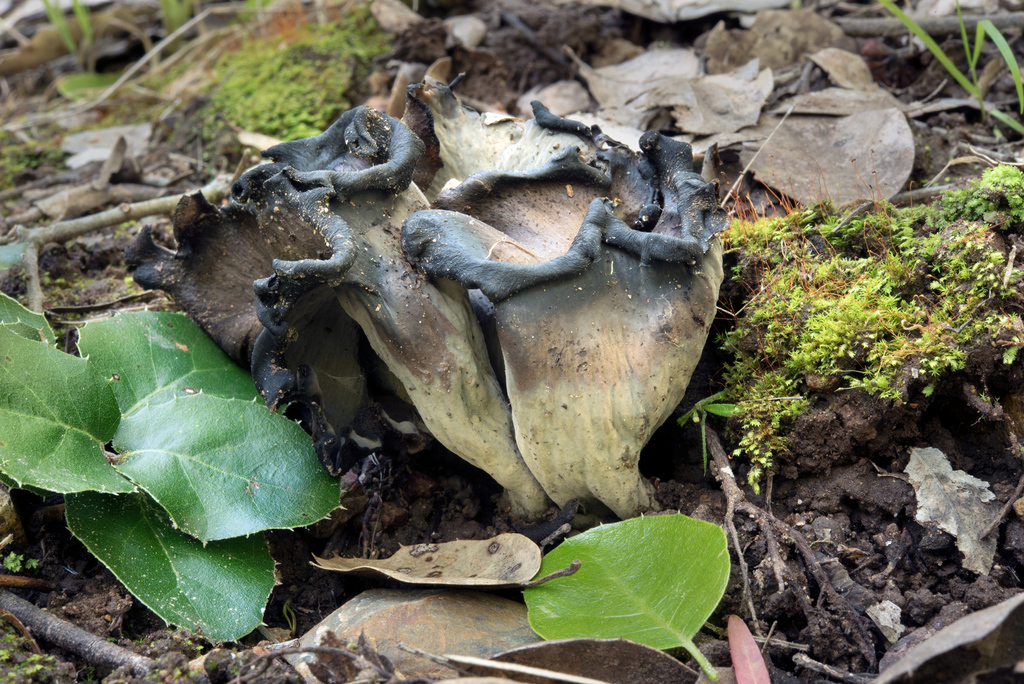 Craterellus calicornucopioides (Craterellus calicornucopioides)
