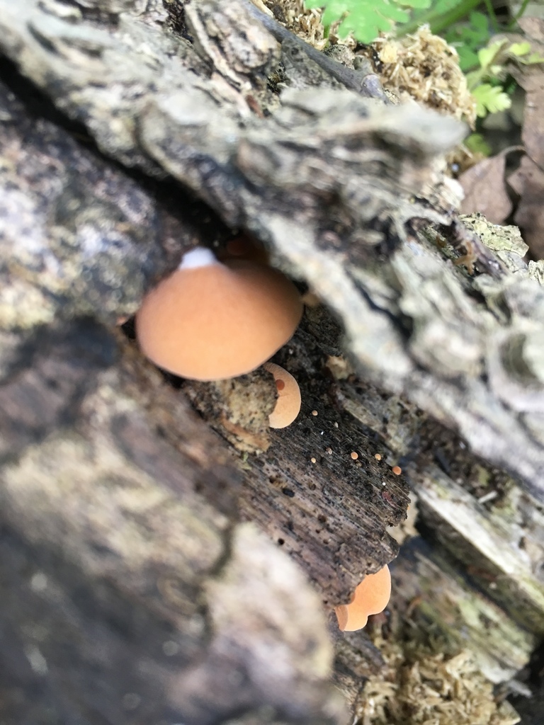 Crépidote à lames safranées (Crepidotus crocophyllus)