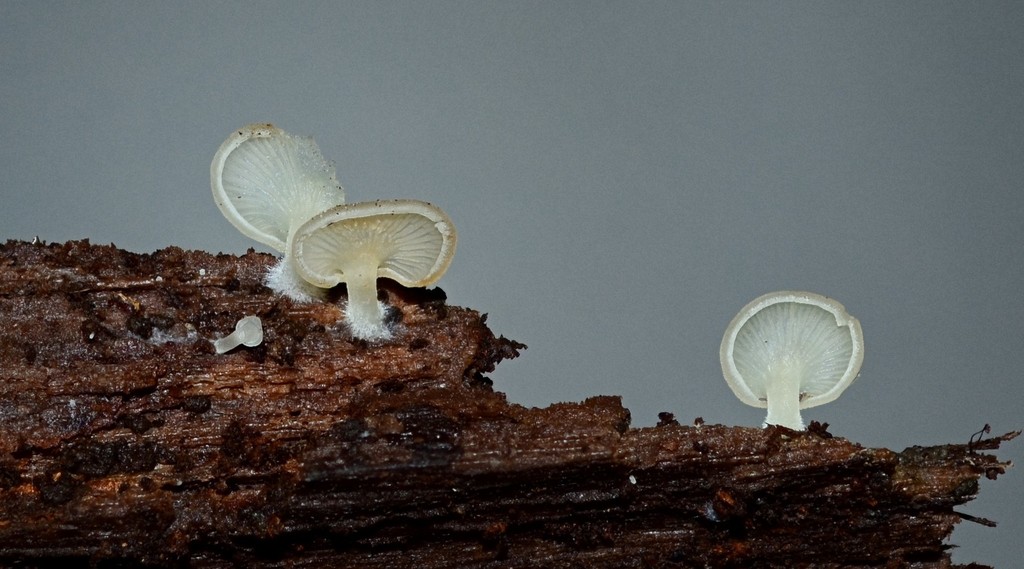 Crépidote applani (Crepidotus applanatus)