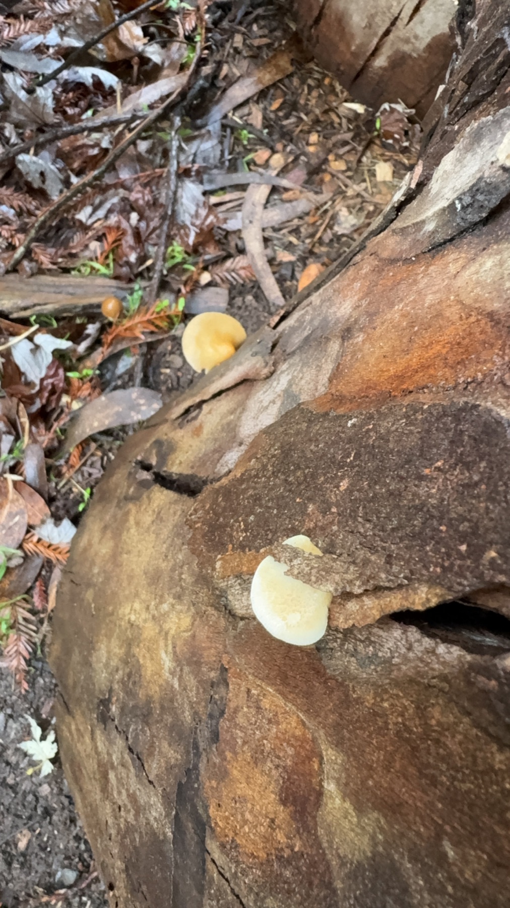 Crépidote méchuleux (Crepidotus calolepis)