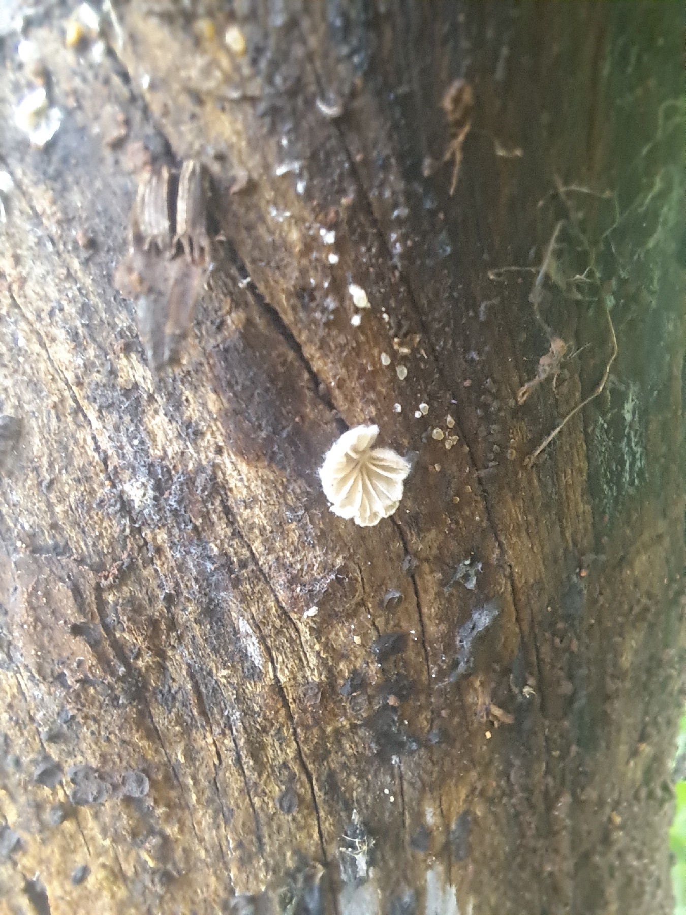 Crépidote variable (Crepidotus variabilis)