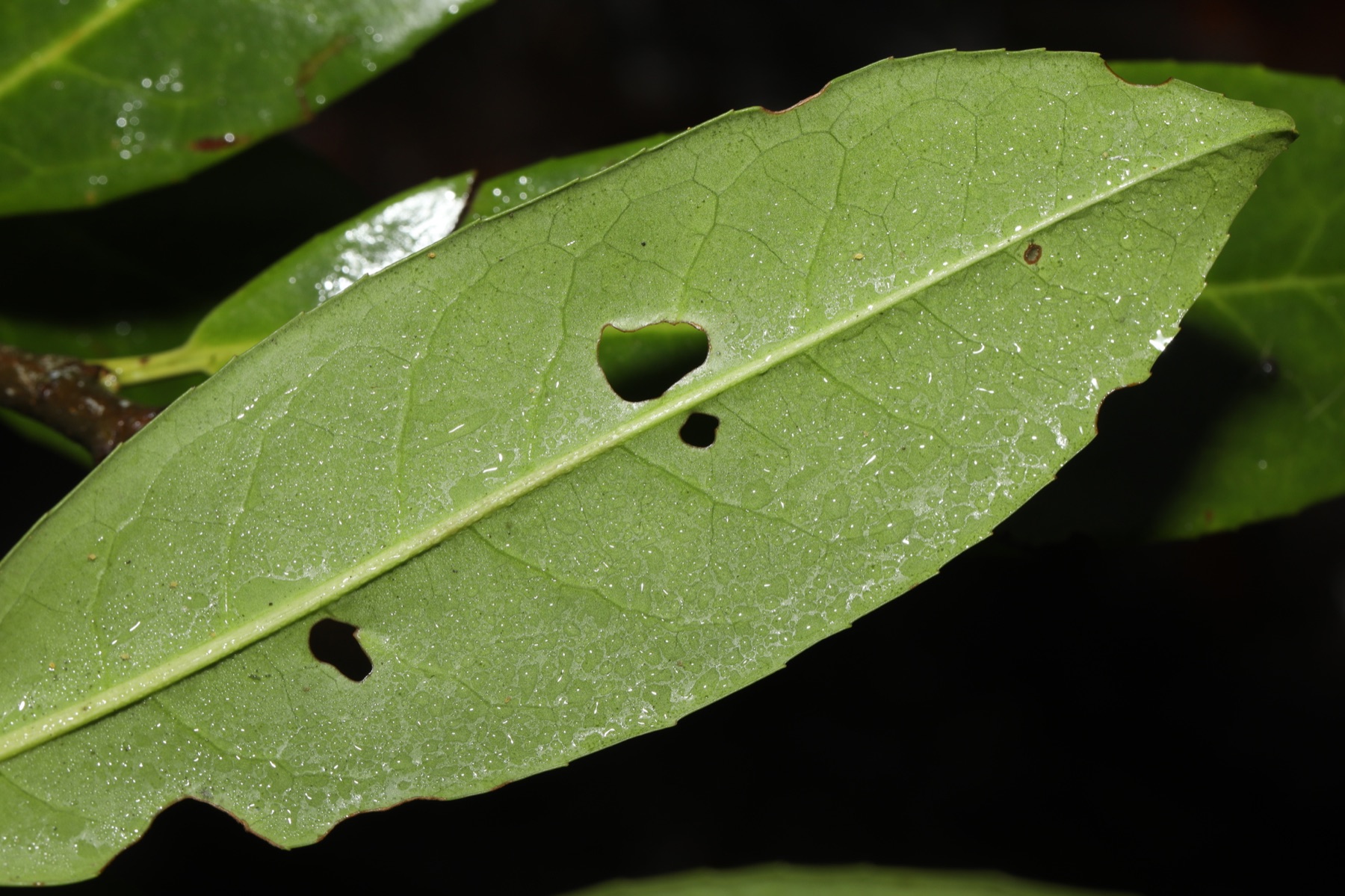 Criblure du merisier (Wilsonomyces carpophilus)