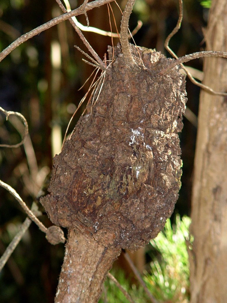 Cronartium harknessii (Cronartium harknessii)