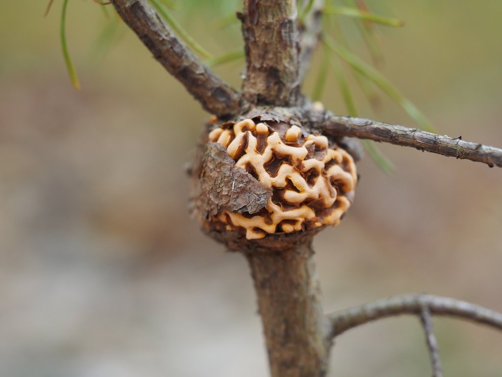 Cronartium quercuum (Cronartium quercuum)