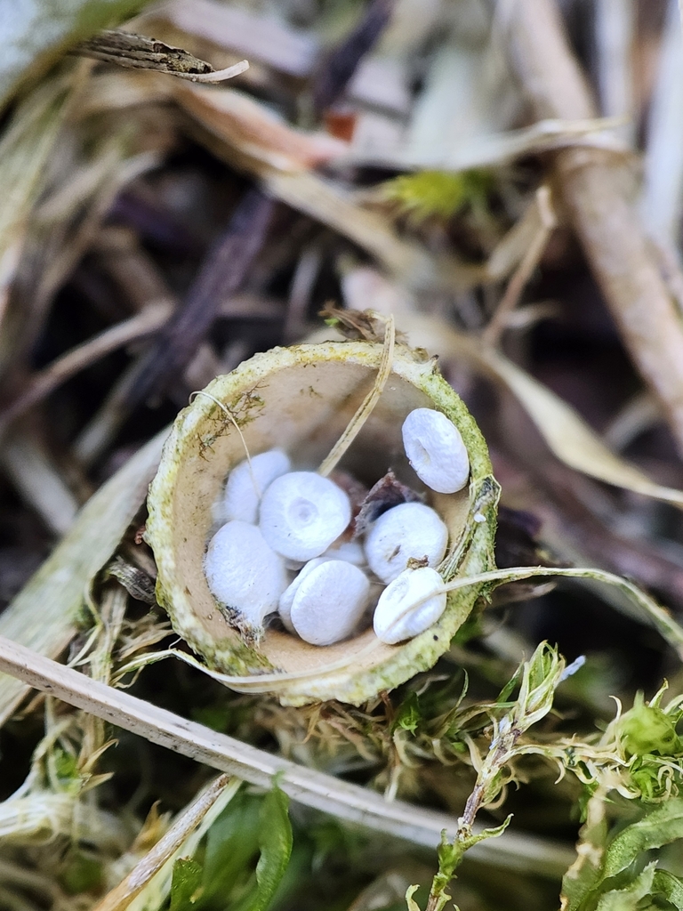 Crucibule lisse (Crucibulum laeve)