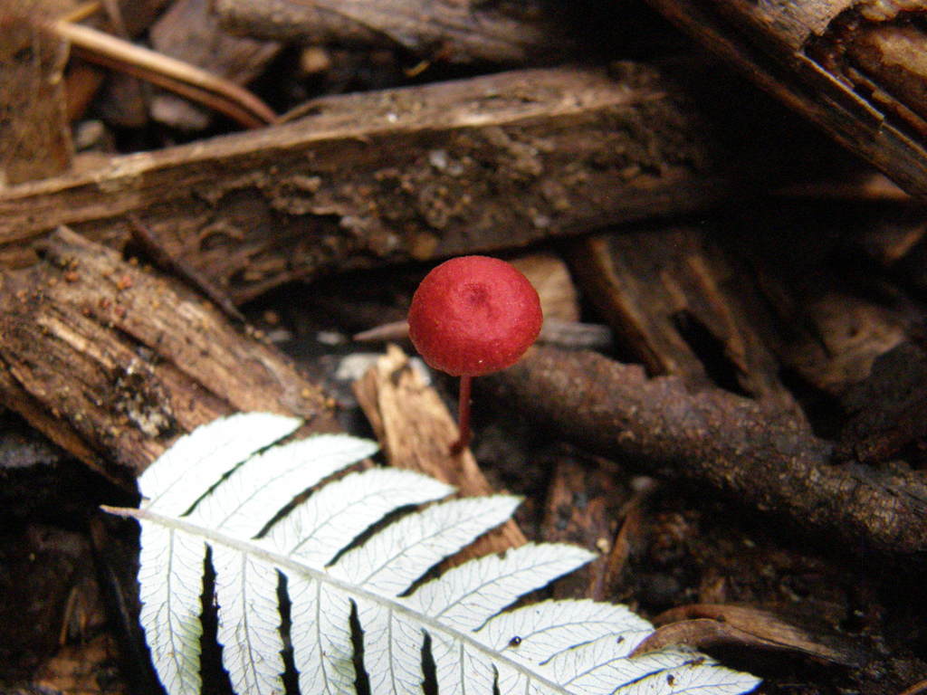 Cruentomycena viscidocruenta (Cruentomycena viscidocruenta)