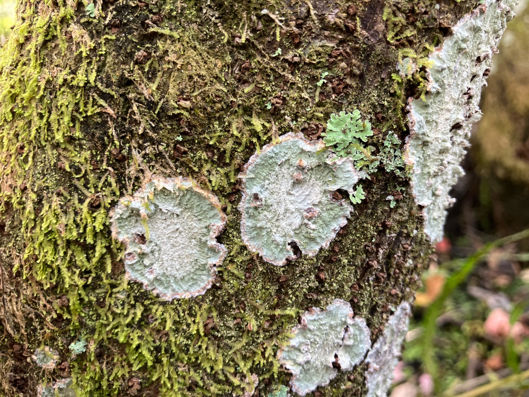 Cryptothecia striata (Cryptothecia striata)