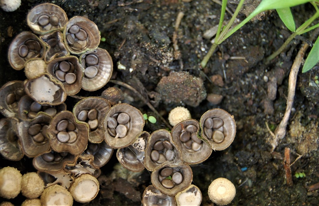 Cyathe coprophile (Cyathus stercoreus)