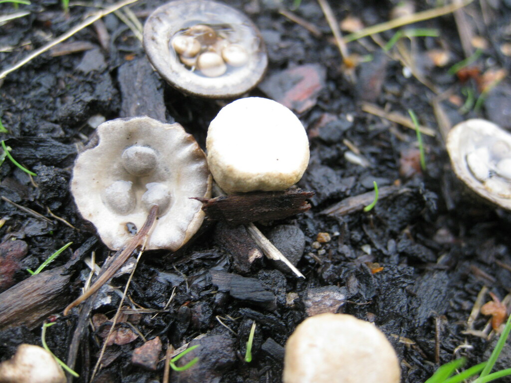 Cyathe en vase (Cyathus olla)