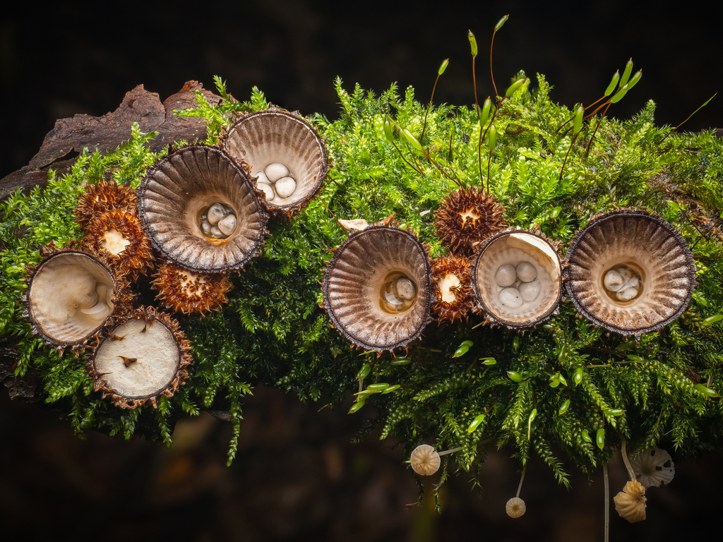 Cyathe strié (Cyathus striatus)