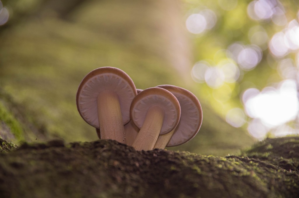 Cyclocybe parasitica (Cyclocybe parasitica)