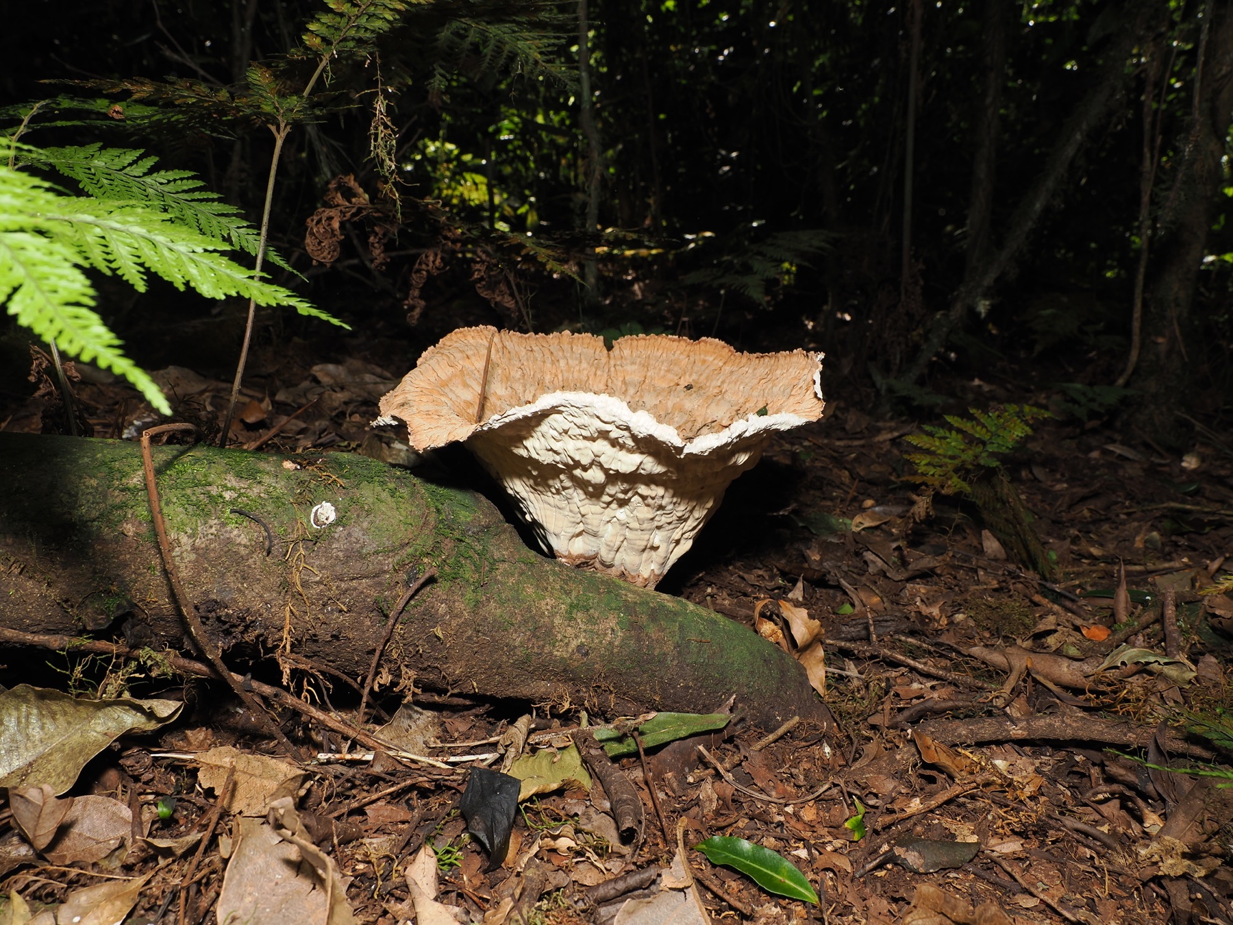 Cymatoderma elegans (Cymatoderma elegans)