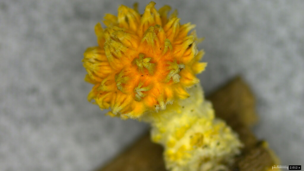 Cyptotrama asprata (Cyptotrama asprata)