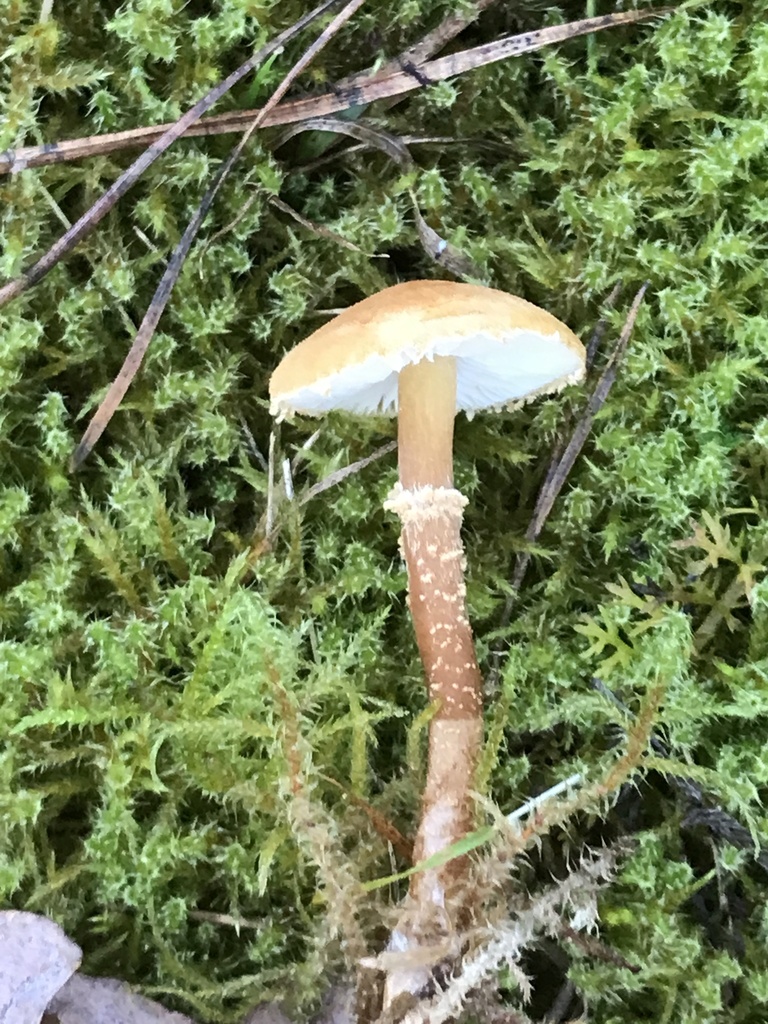 Cystoderme furfuracé (Cystoderma amianthinum)