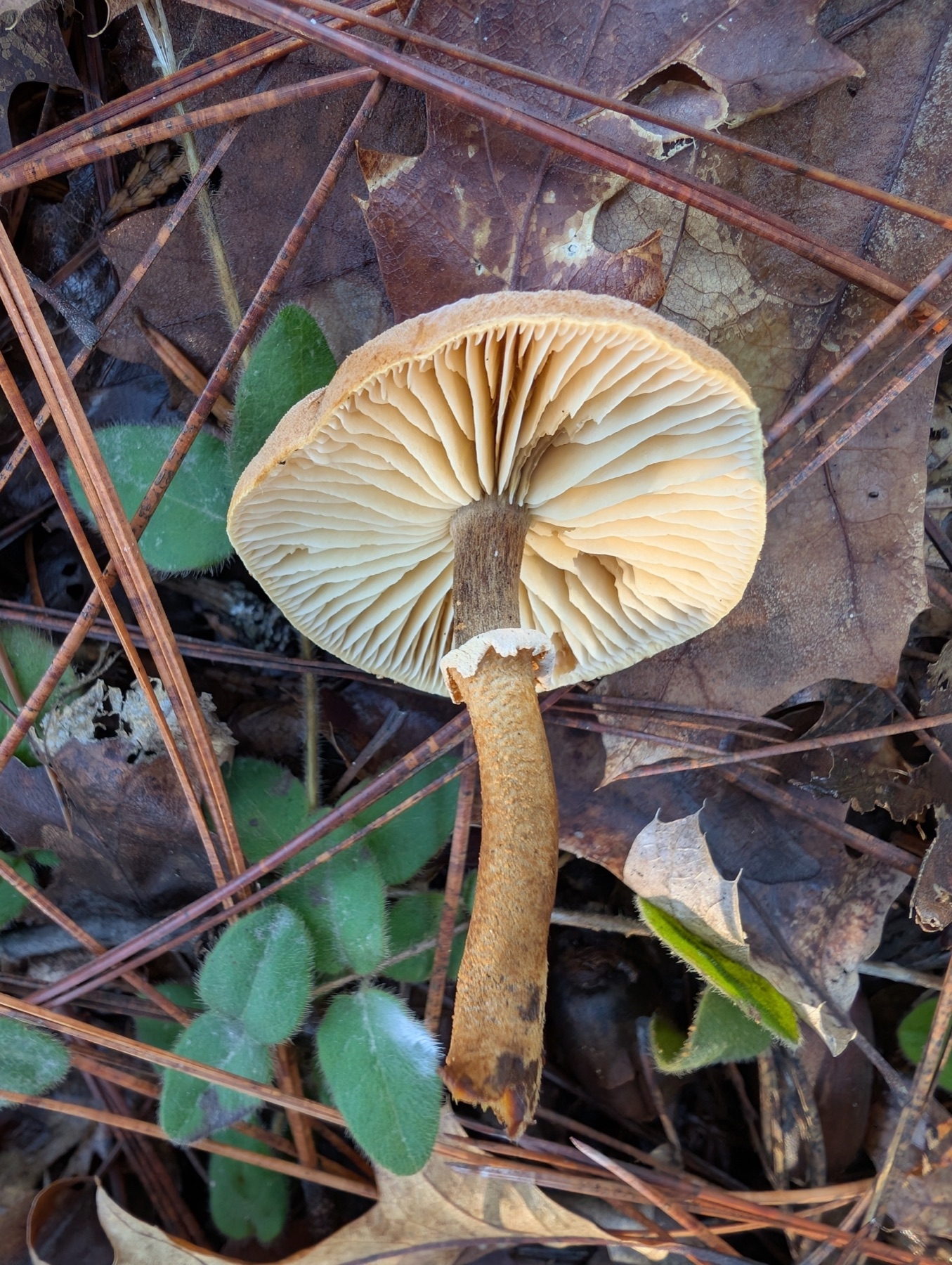 Cystoderme requin (Cystoderma carcharias)