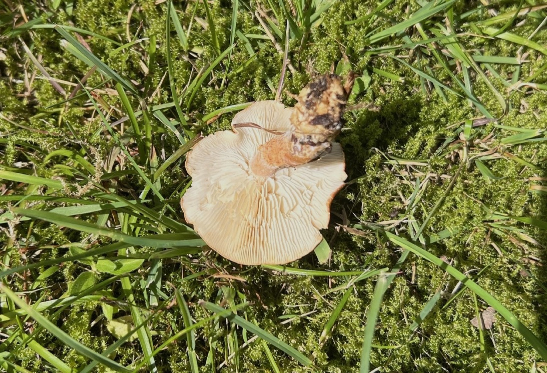 Cystoderme rouge cinnabre (Cystodermella cinnabarina)