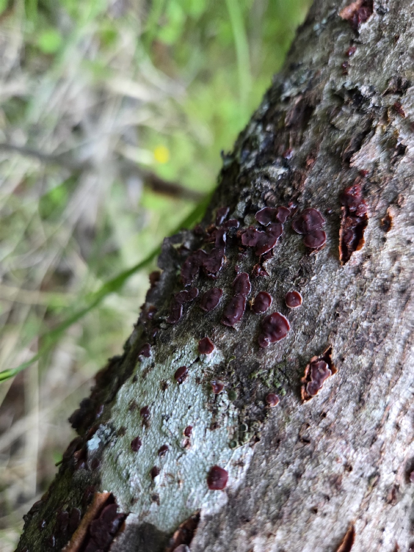 Cytidia salicina (Cytidia salicina)