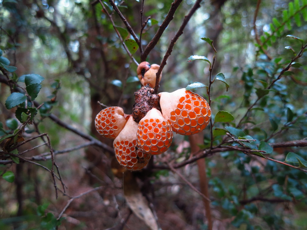 Cyttaria gunnii (Cyttaria gunnii)