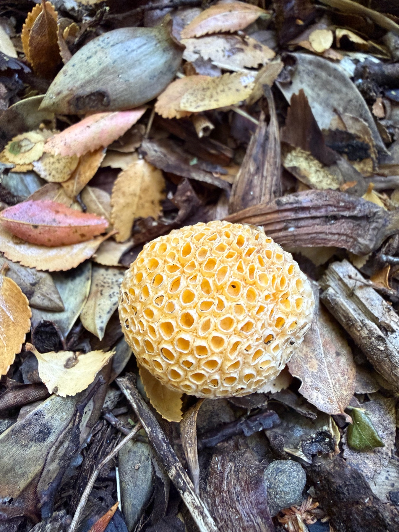 Cyttaria hariotii (Cyttaria hariotii)