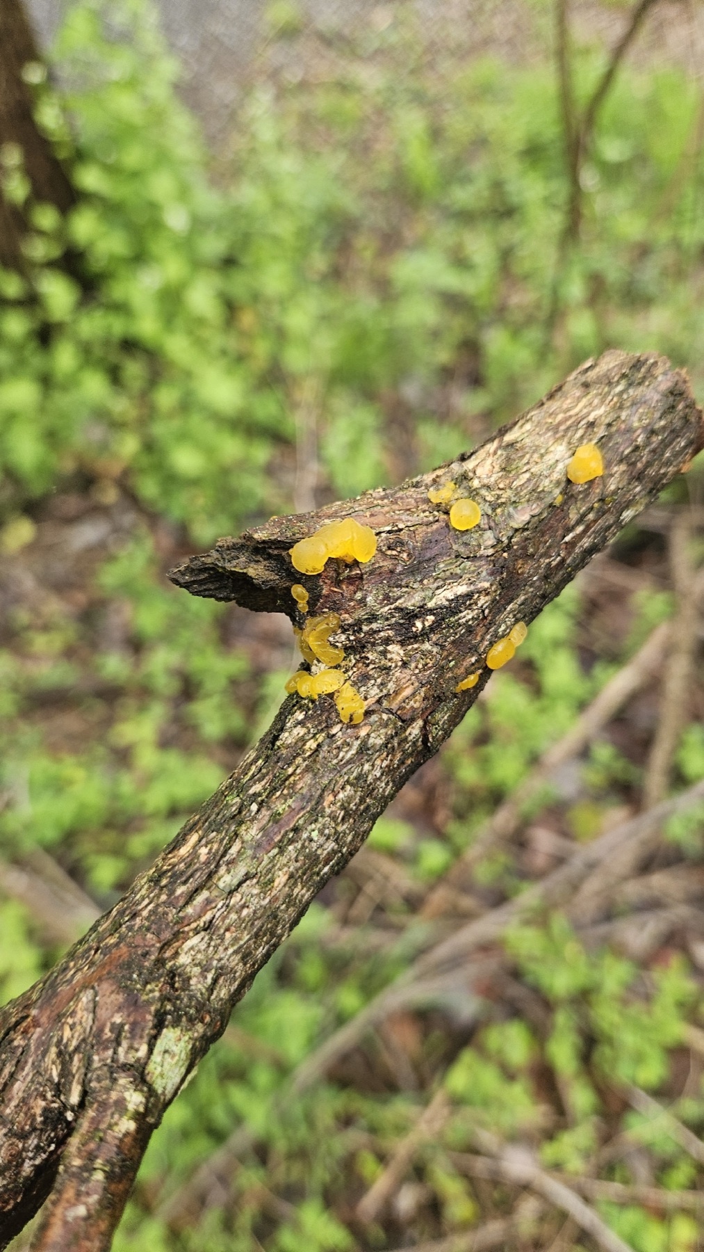Dacrymyces capitatus (Dacrymyces capitatus)