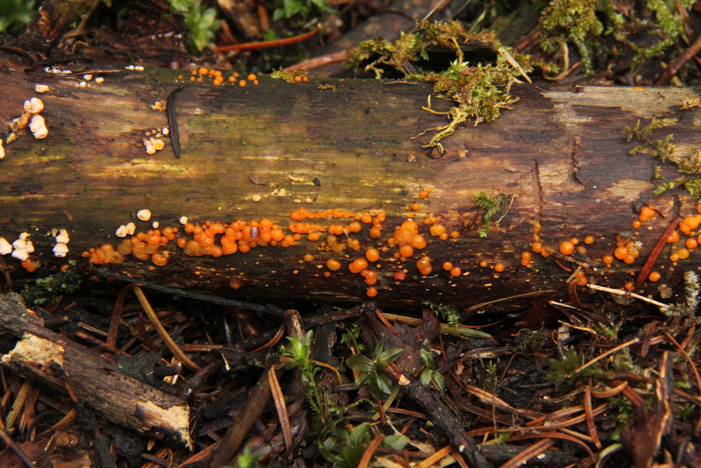 Dacrymyces larmoyant (Dacrymyces stillatus)
