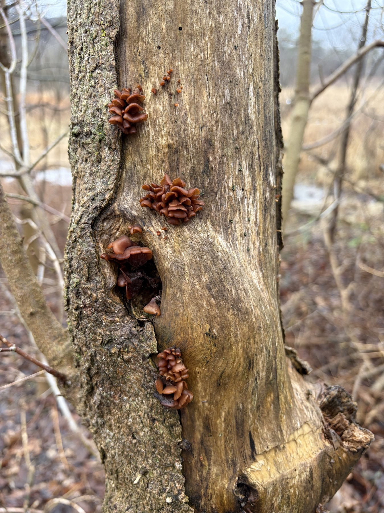 Dacryopinax elegans (Dacryopinax elegans)