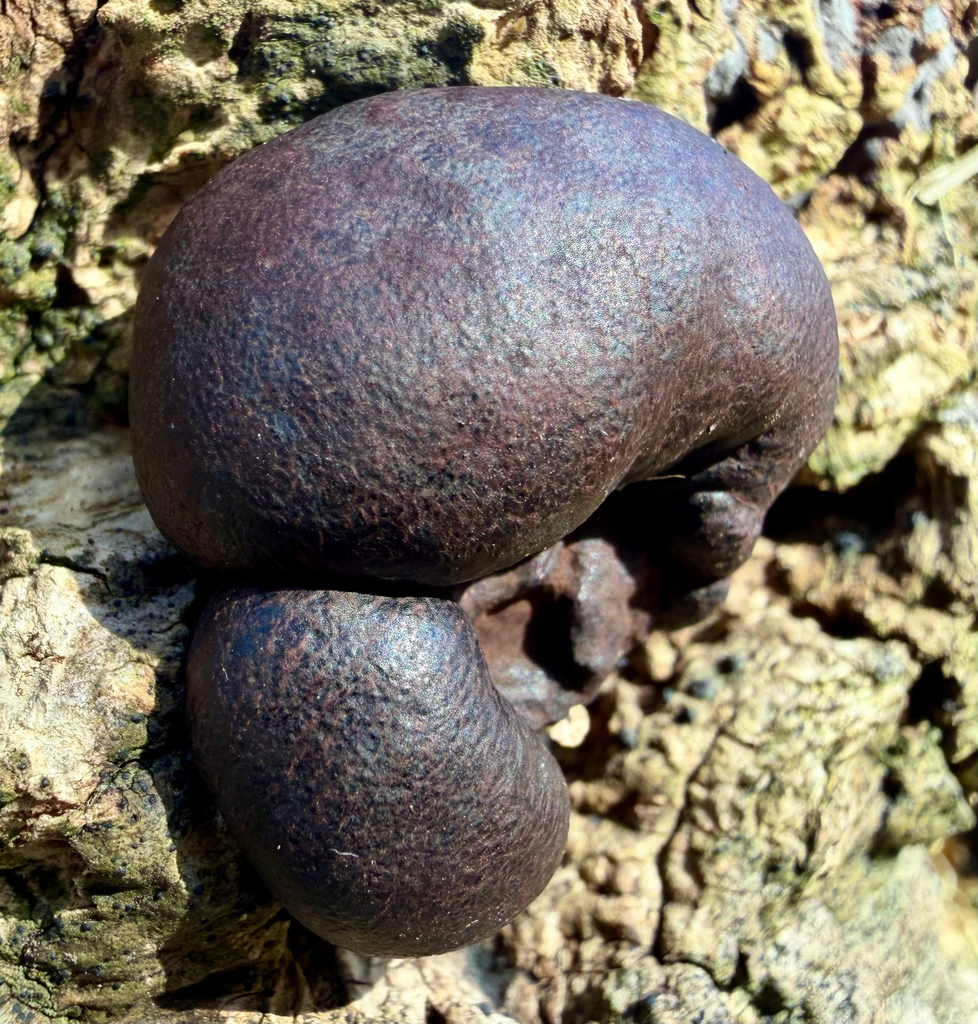 Daldinie concentrique (Daldinia concentrica)