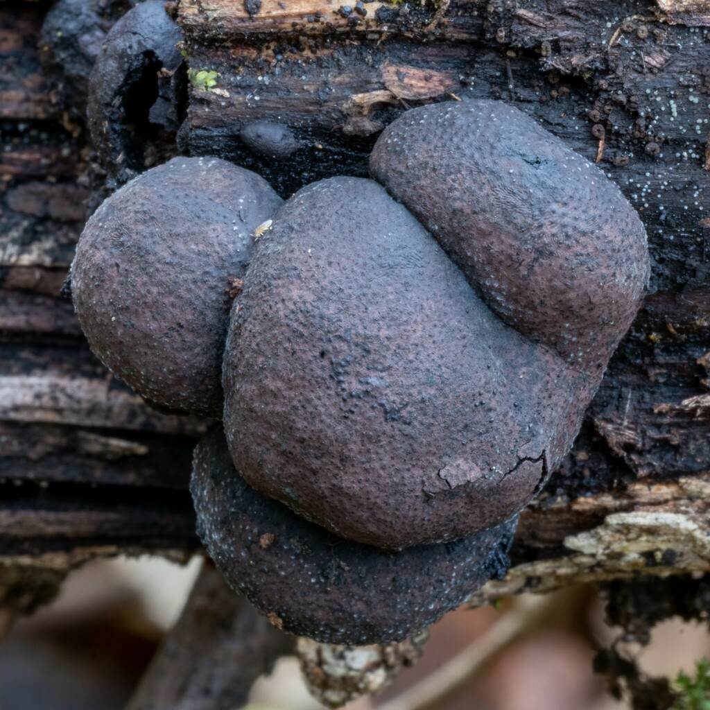 Daldinie de Child (Daldinia childiae)