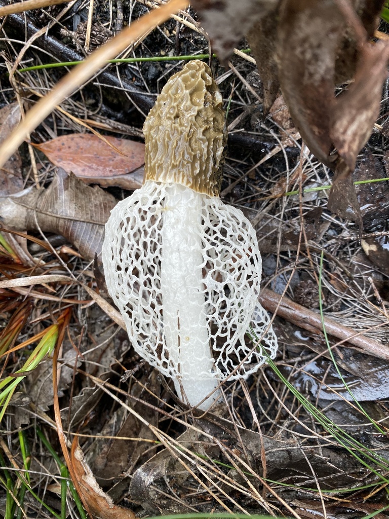 Dame voilée (Phallus indusiatus)