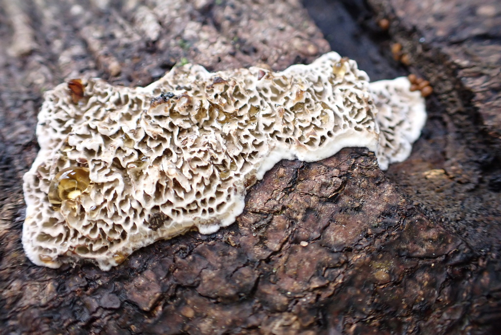 Datronia mollis (Datronia mollis)