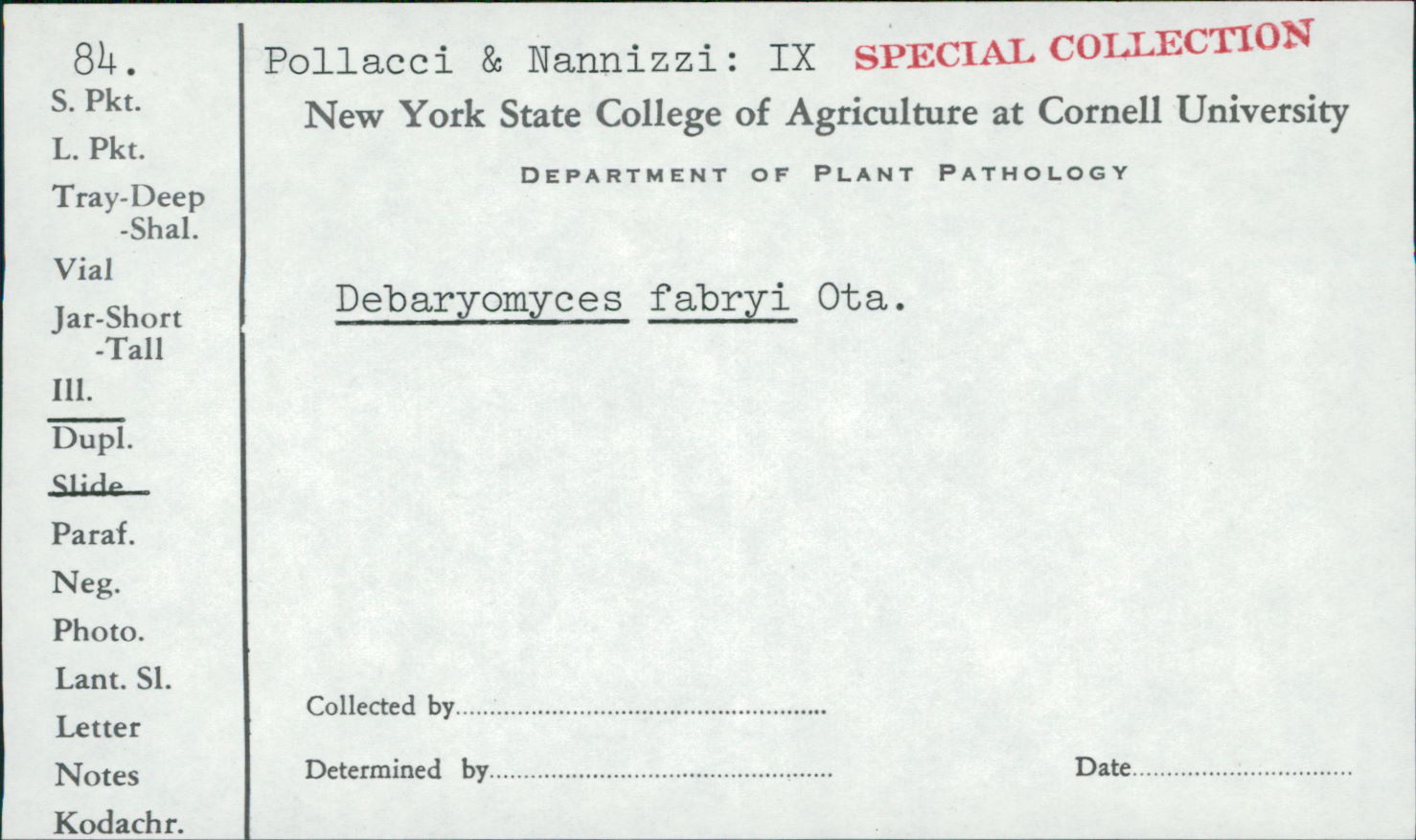 Debaryomyces des saumures (Debaryomyces hansenii)