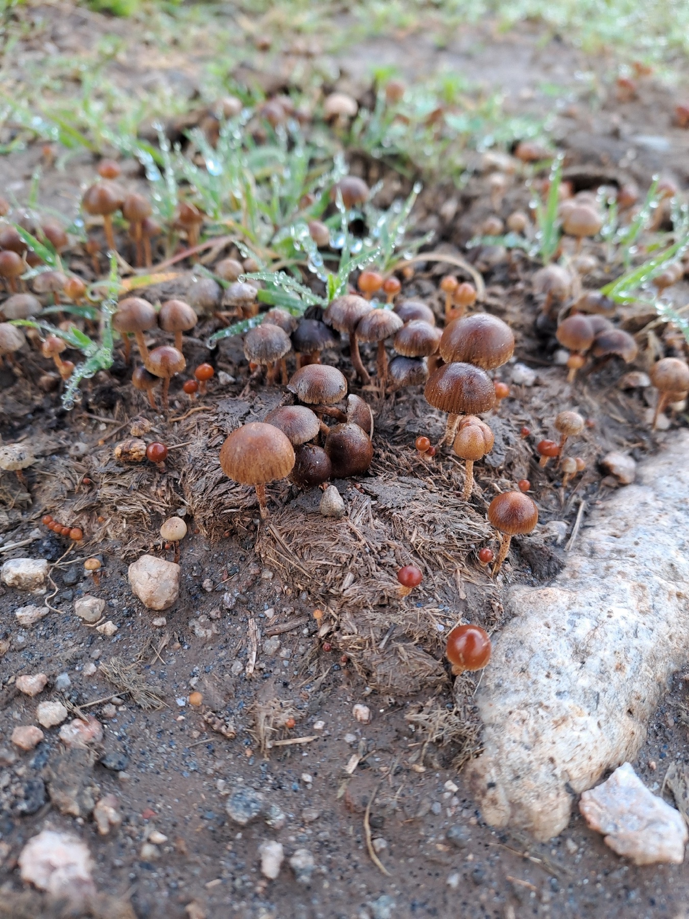 Deconica coprophila (Deconica coprophila)