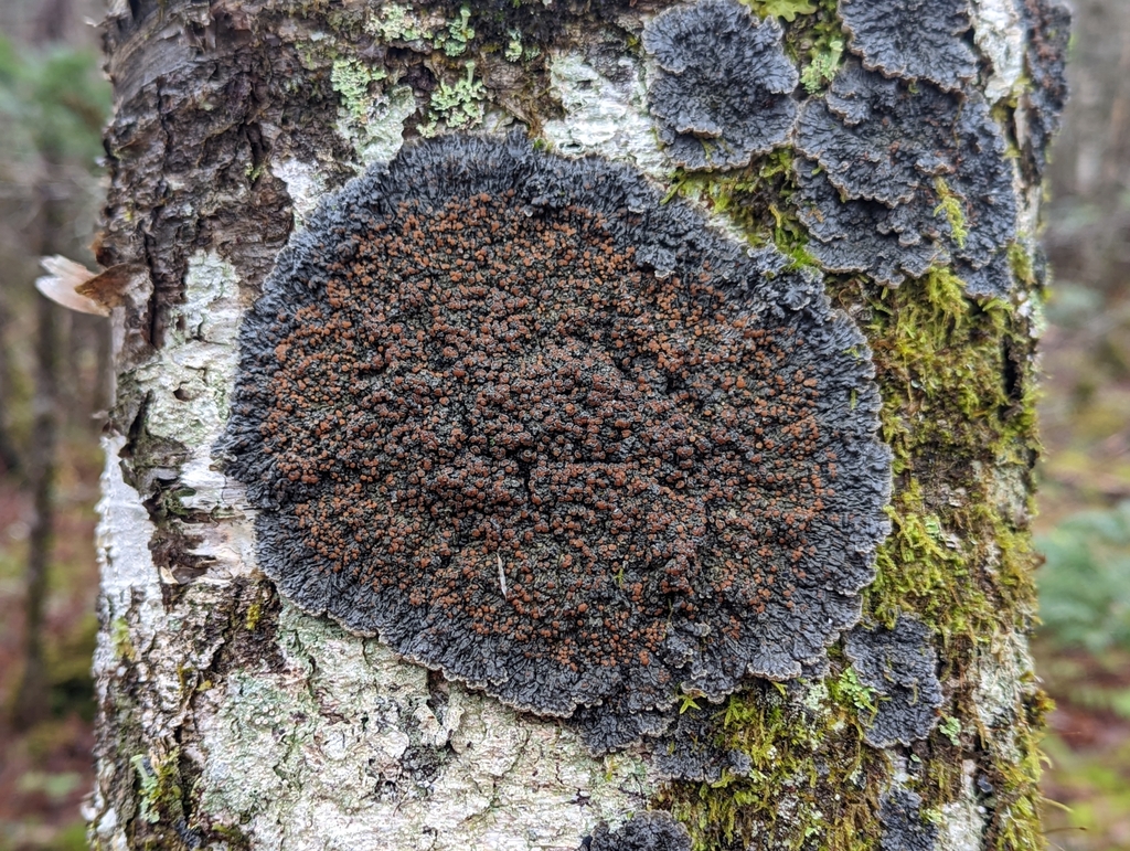 Dégélie plombée (Pectenia plumbea)