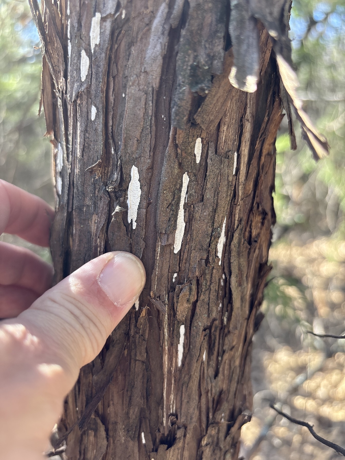 Dendrothele nivosa (Dendrothele nivosa)