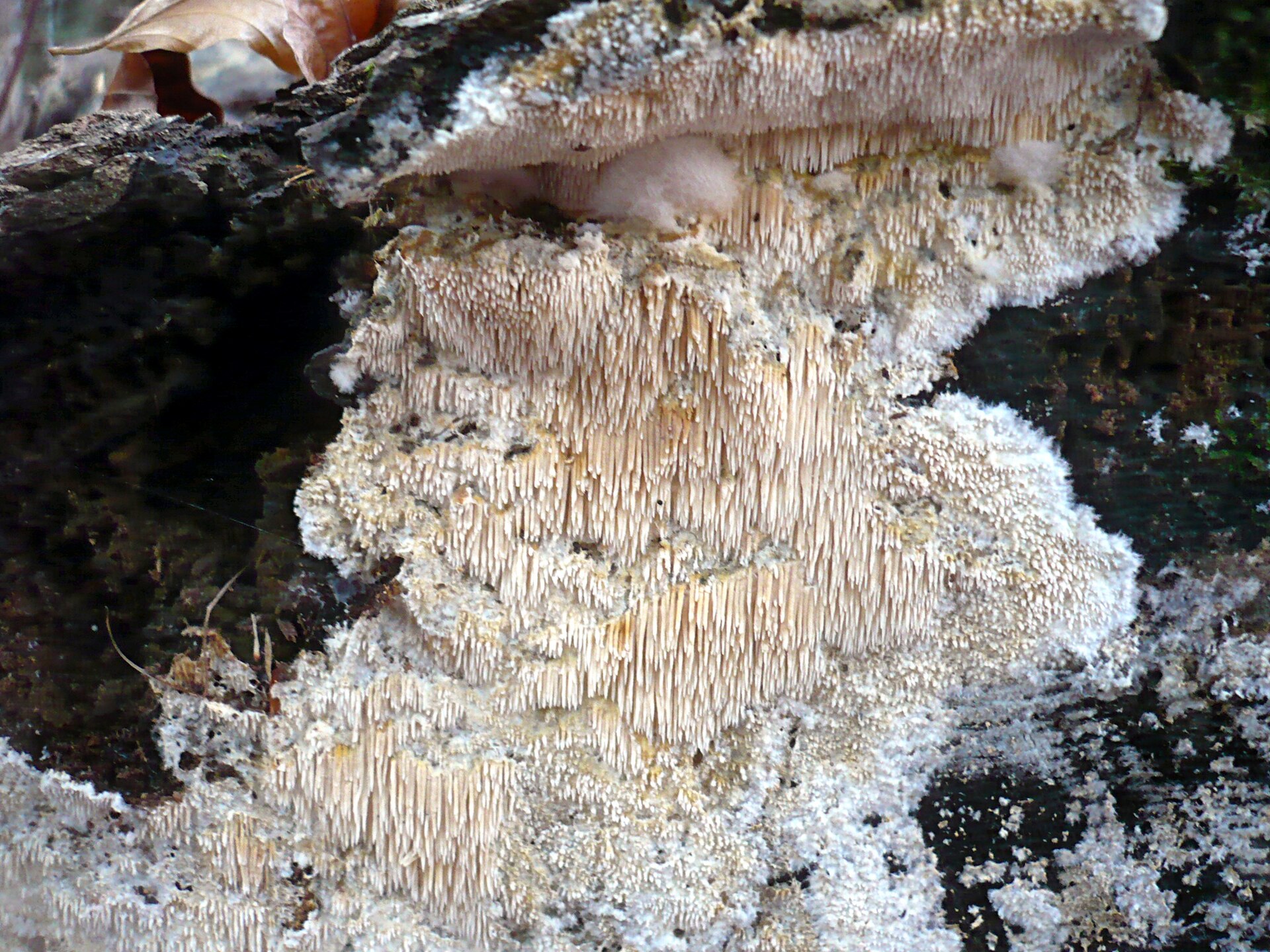 Dentipelle fragile (Dentipellis fragilis)