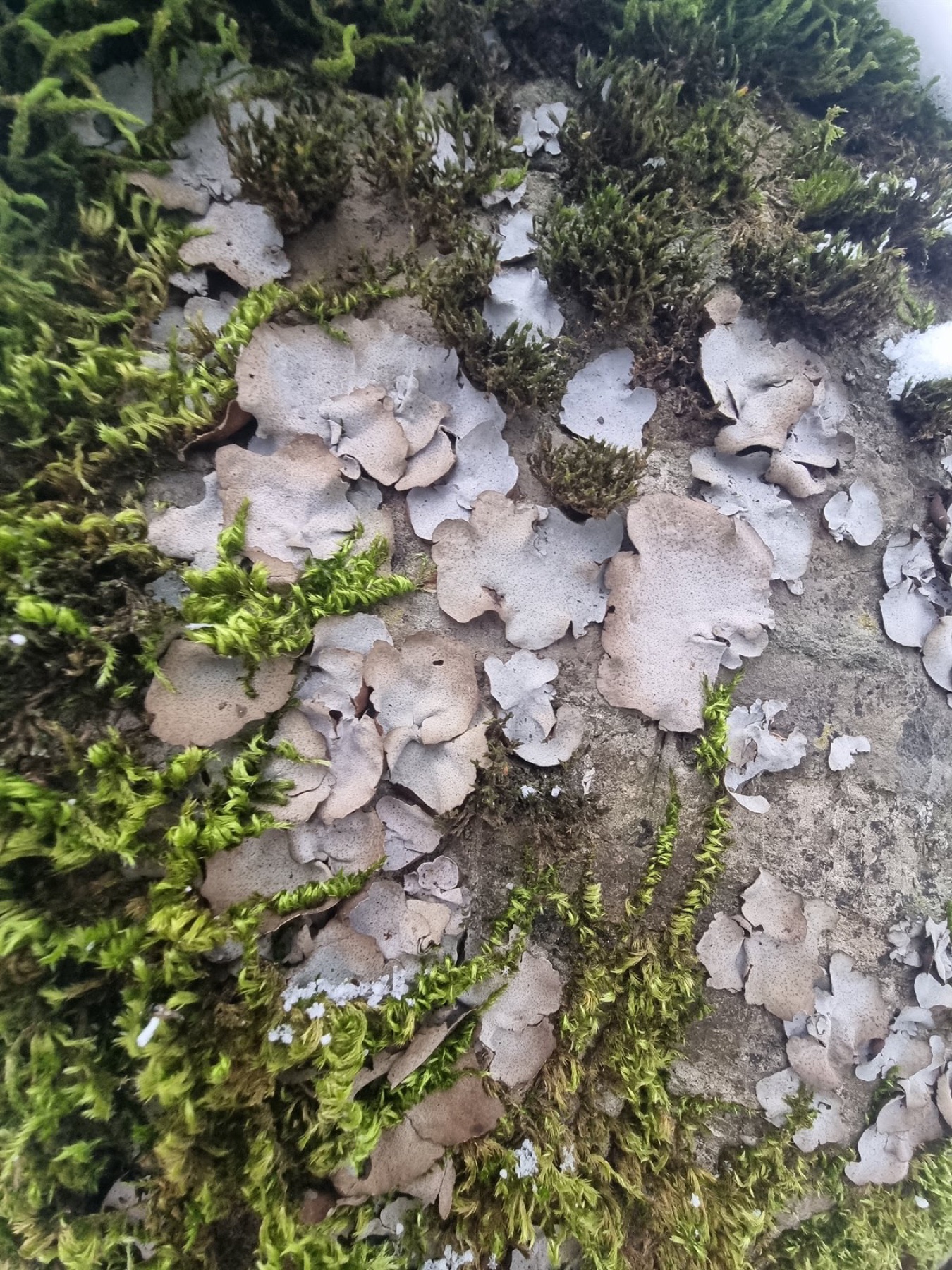 Dermatocarpe commun (Dermatocarpon miniatum)