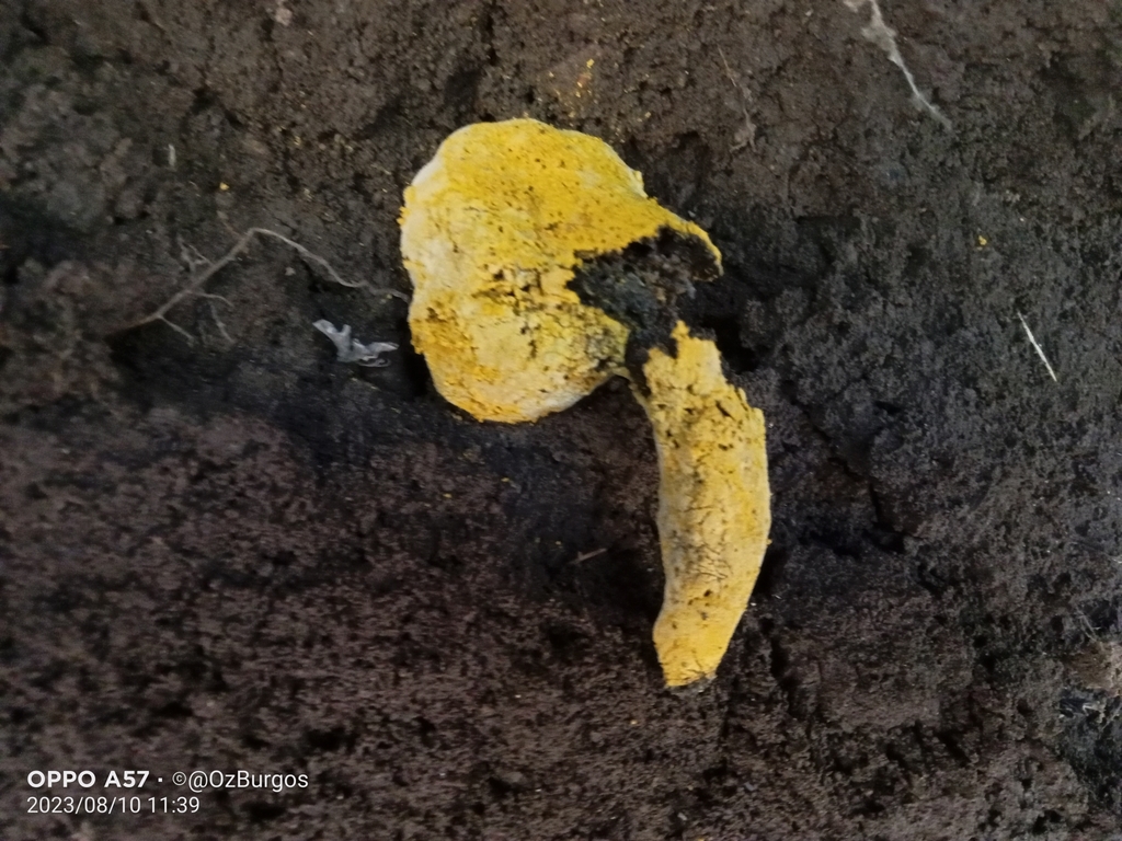 Dermatose des bolets (Hypomyces chrysospermus)