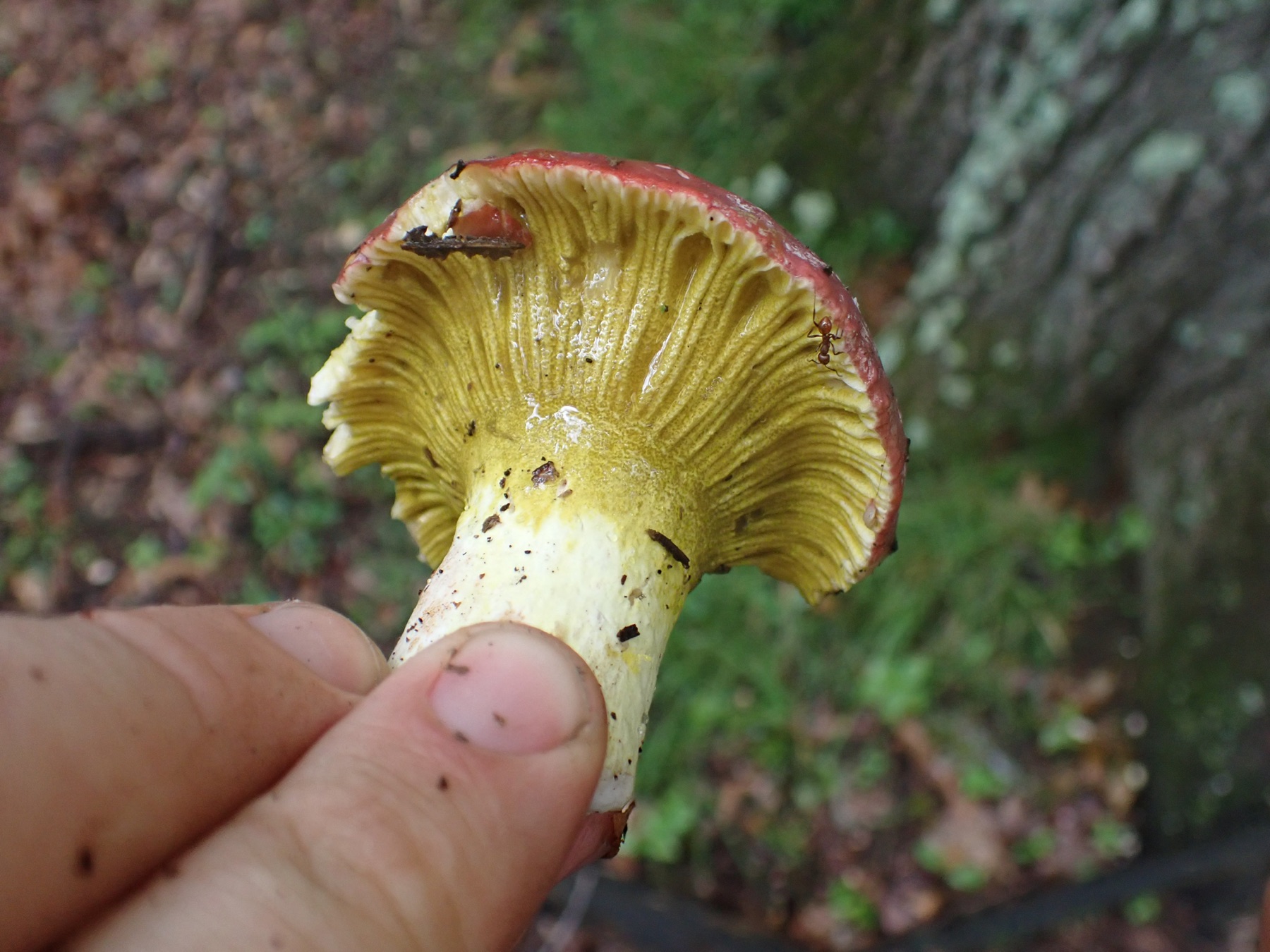 Dermatose olivâtre (Hypomyces luteovirens)