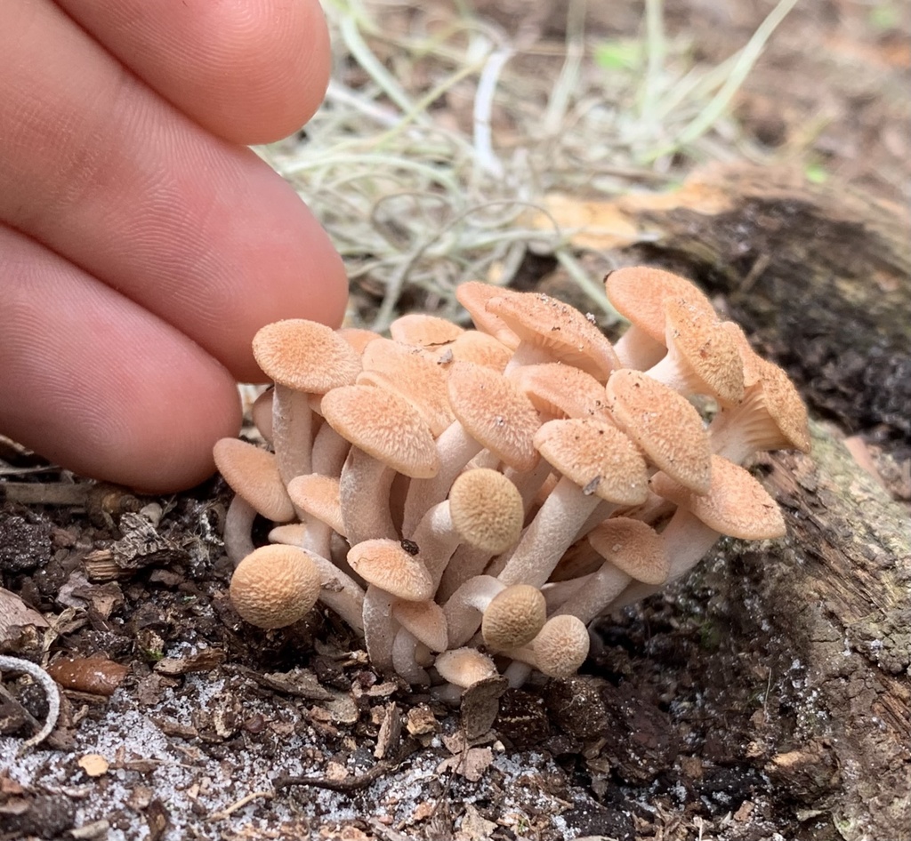 Desarmillaria caespitosa (Desarmillaria caespitosa)