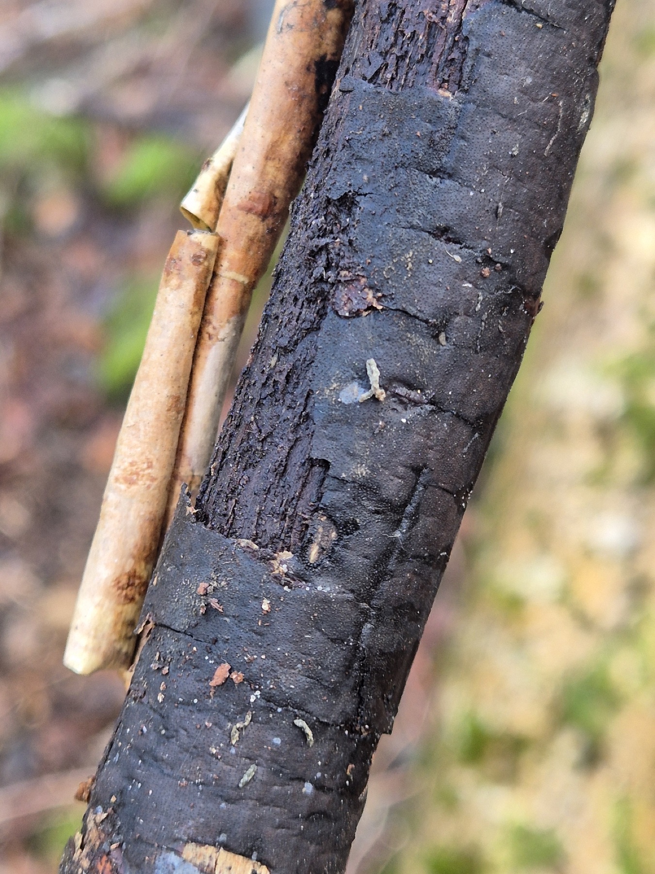 Diatrype en croûte (Diatrype stigma)