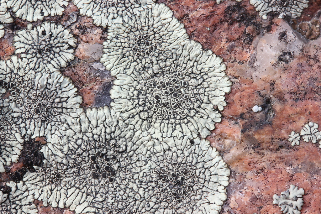 Dimelaena oreina (Dimelaena oreina)