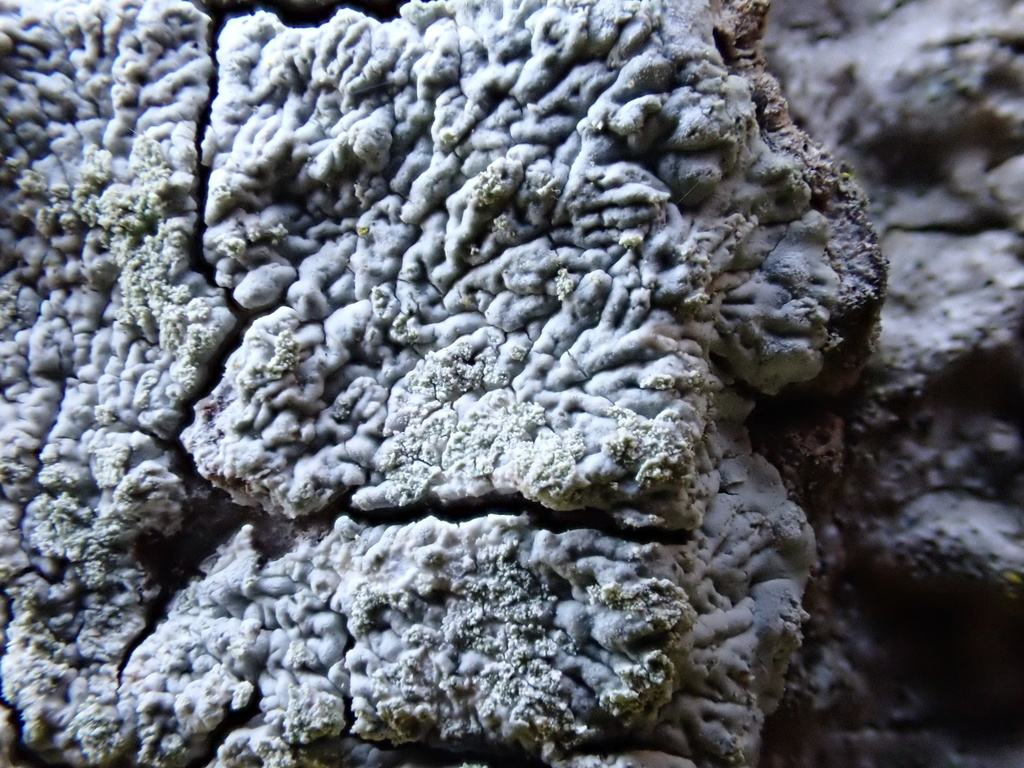 Diploïcie grisonnante (Diploicia canescens)