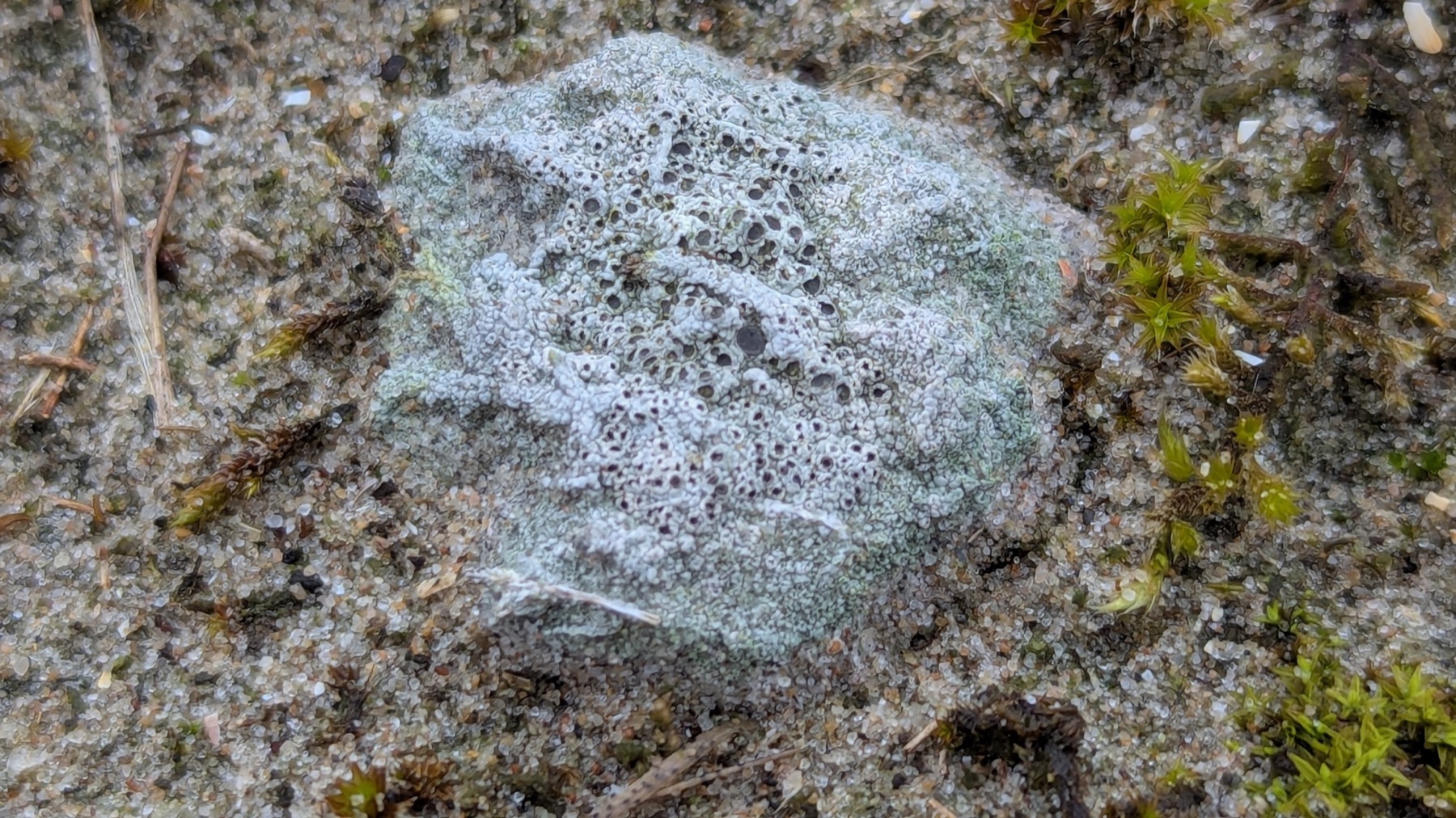 Diploschistes muscorum (Diploschistes muscorum)