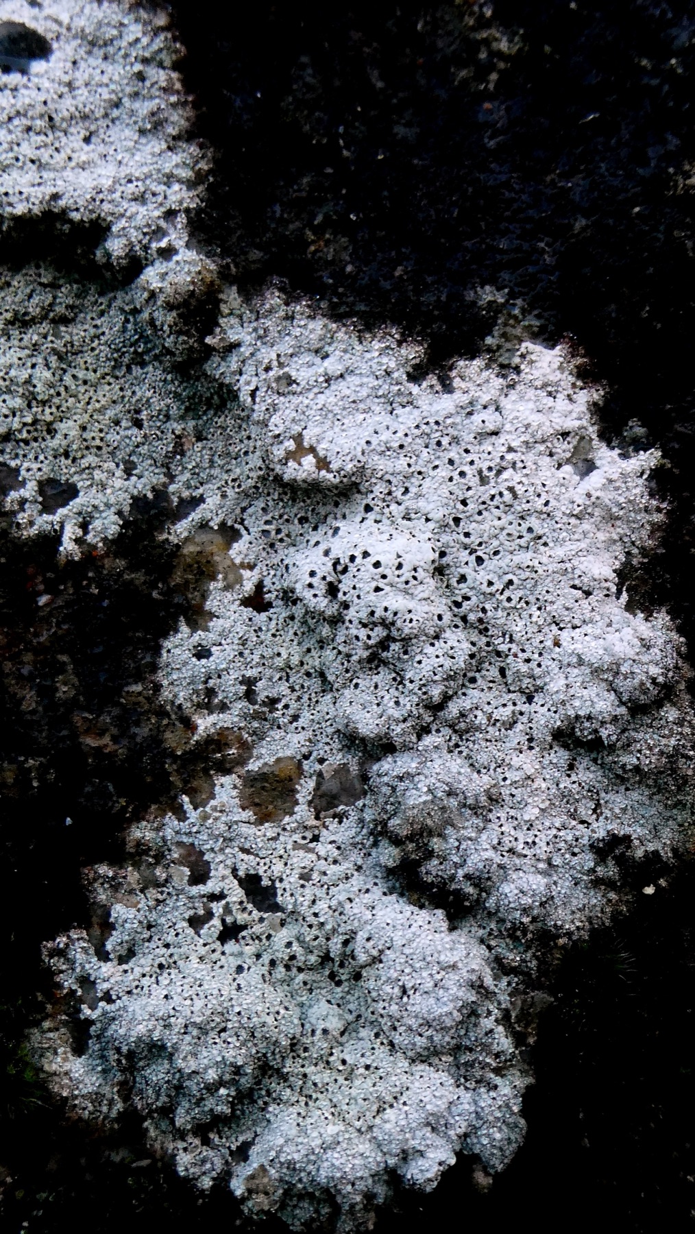 Diploschistes scruposus (Diploschistes scruposus)