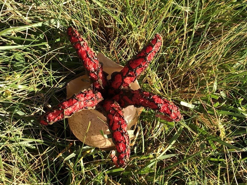 Doigts du diable (Clathrus archeri)