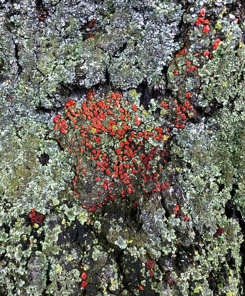 Endothia gyrosa (Endothia gyrosa)