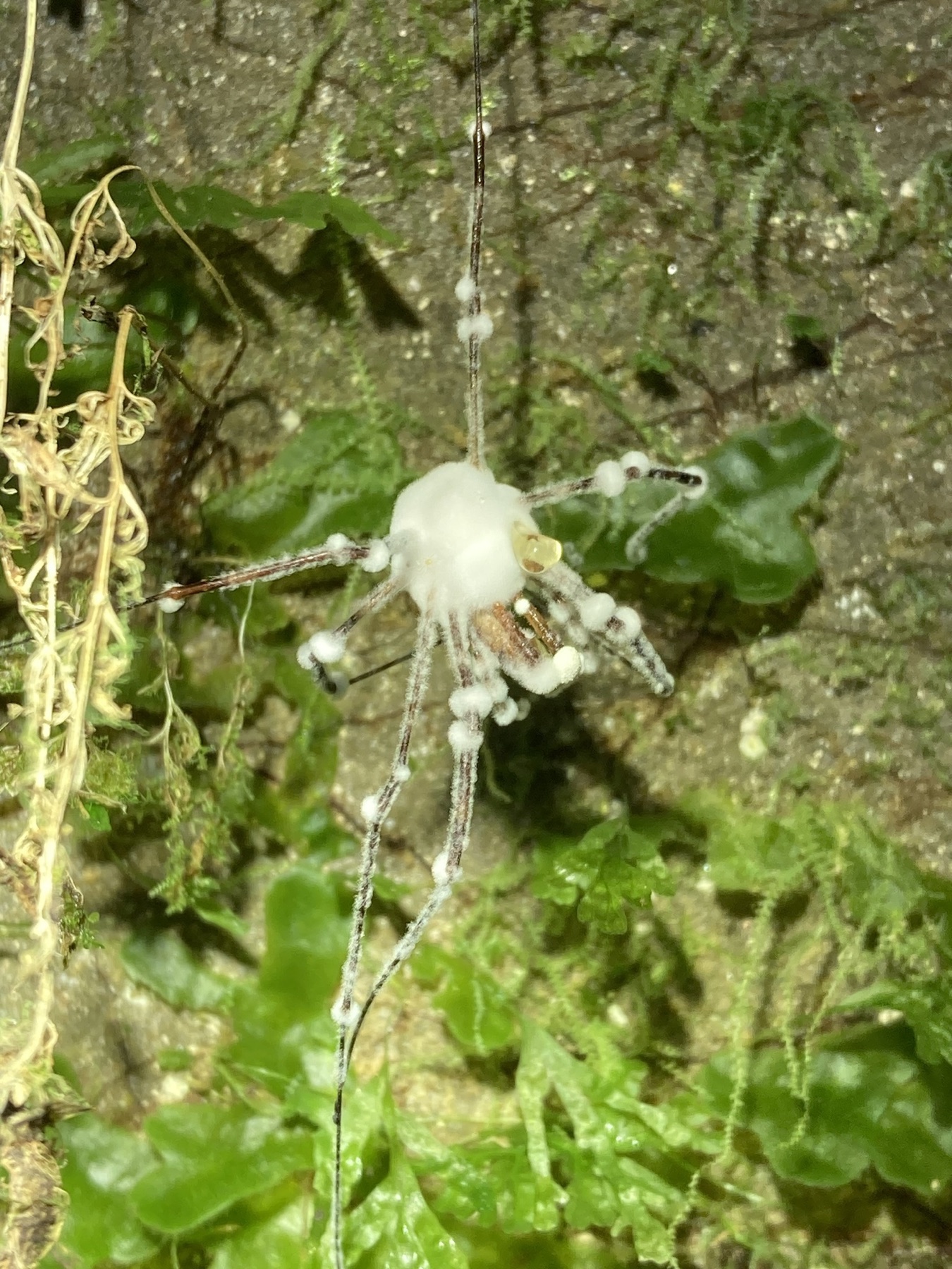 Engyodontium aranearum (Engyodontium aranearum)